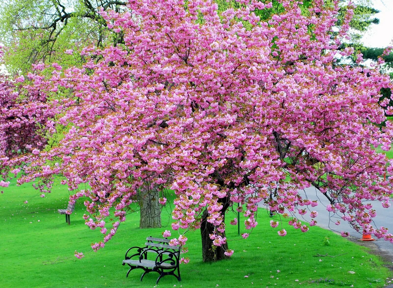 Сакура цветет в саду. Черри блоссом дерево. Яблоня черри блоссом. Pink черри блоссом дерево деревья парк. Дерево вишня розовоцветущая.