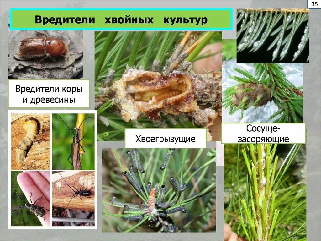 Вредители хвойных. Хвоегрызущие вредители. Вредители сосны. Вредители древесины.