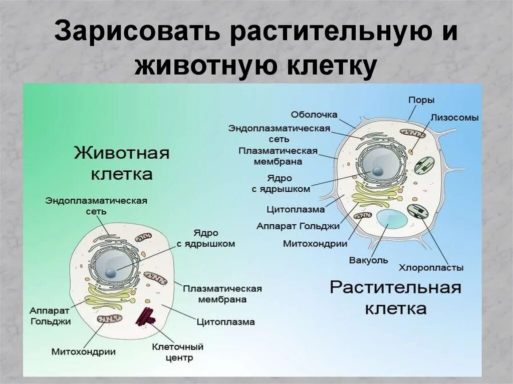 Лабораторная работа строение клеток. Чем отличаются клетки животных от клеток растений. схема клетка живая система 6 класс. схема клетка живая система 6 класс биология. различие животной клетки от растительной клетки.