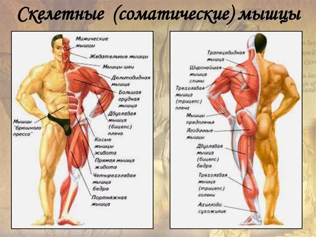 Название мышц. Основные мышцы тела человека. Название основных мышц человека. Название мышц человека в картинках