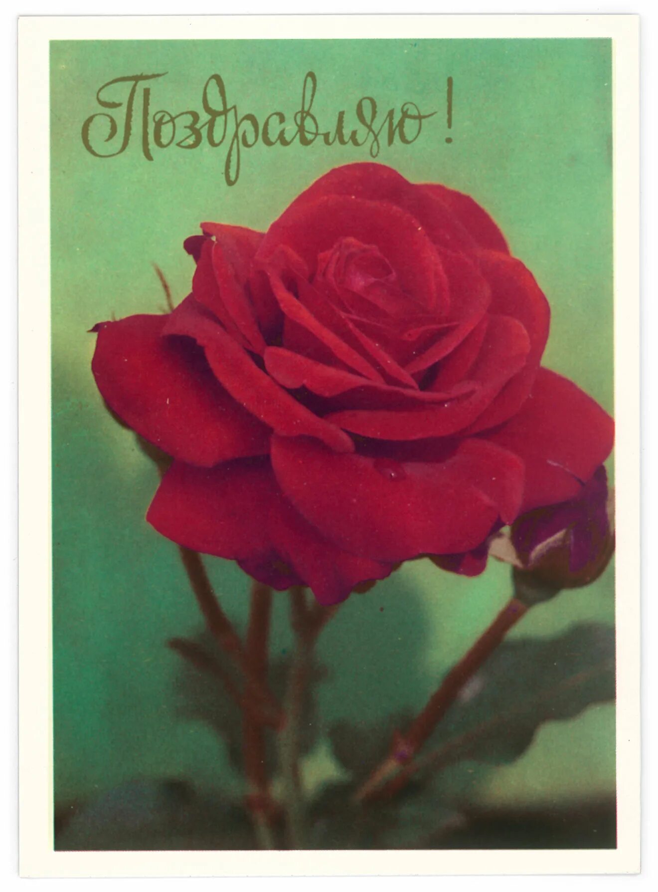 Советские розы. Советские открытки с розами. Советские открытки розы с письмом.