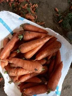 Морковь оптом волгоградская