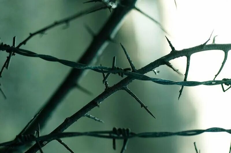 Мимикрия андроид. Мимикрия андроид. Микробная мимикрия. Богомол мимикрия. Мимикрия андроид.