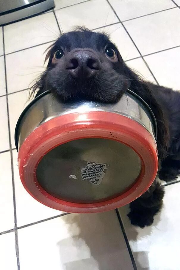 Собака с миской в зубах мем yeah go man epic dog! Very cute dogs, Cute dogs, Funny dogs