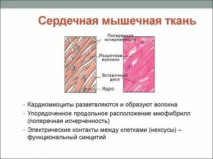 Длинные многоядерные клетки какая ткань