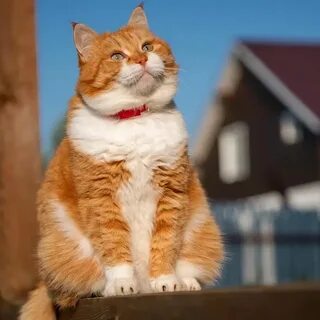 Большой добрый кот
