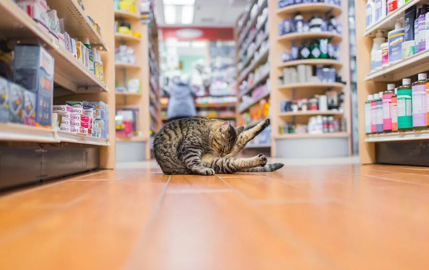 Магазин кошечек. Коты в магазине. Кошачий зоомагазин. Магазин котов. Коты живущие в магазинах.
