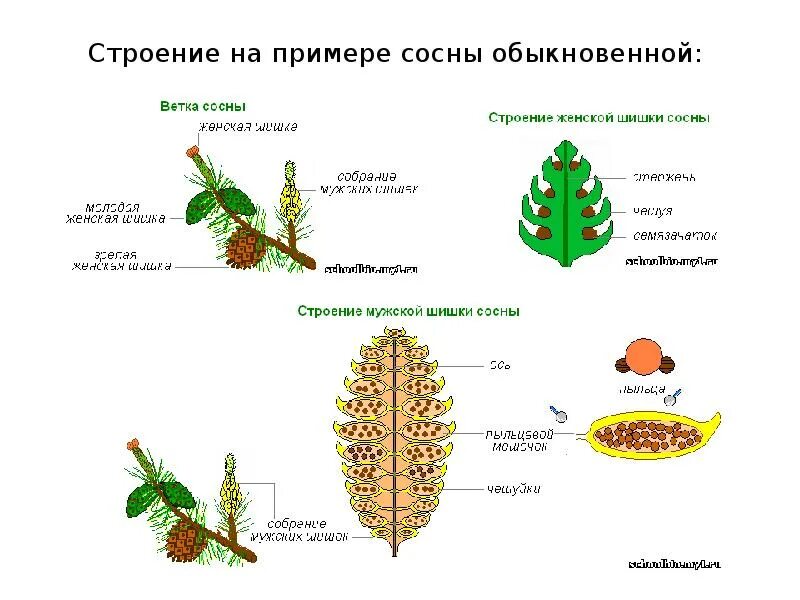 Каково строение голосеменных. Строение шишки сосны ( голосеменного растения. Строение шишек голосеменных растений. Строение шишки голосеменных растений рисунок. Строение мужской шишки голосеменных растений.