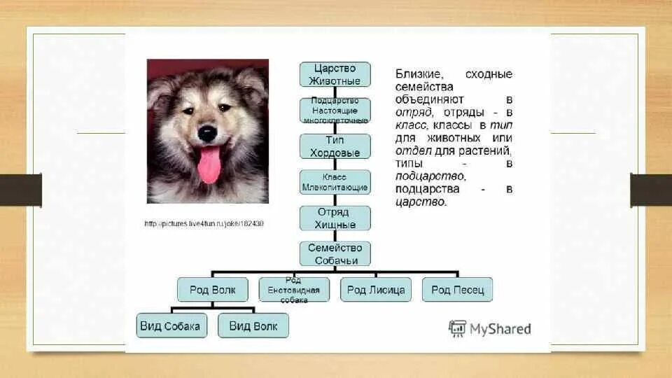 Таблица царство тип класс отряд вид Классификация животных. Биология Уроки 7 класс