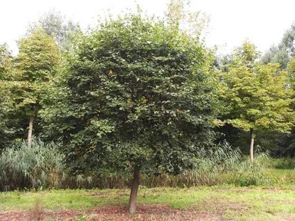 Tilia cordata komsta mini