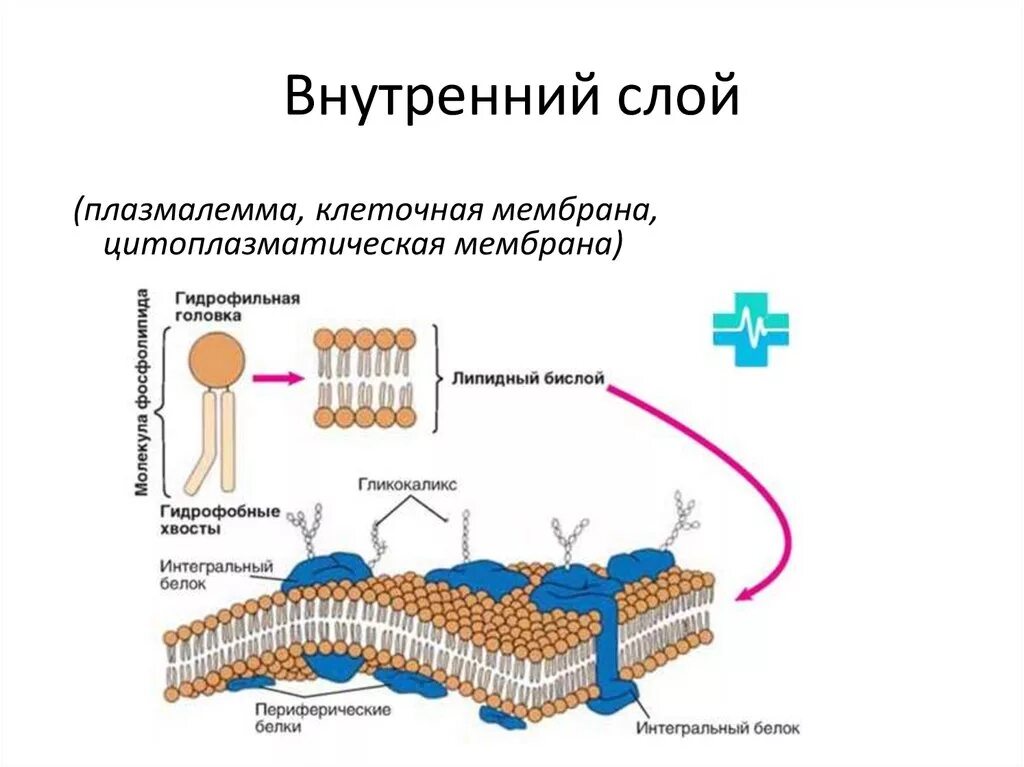 Строение цитоплазматической мембраны клетки растений. Плазматическая мембрана плазмалемма. Структура клеточная стенка клеточная мембрана.