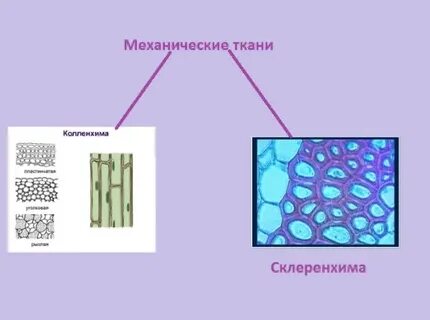 Механическая ткань биология 6 класс