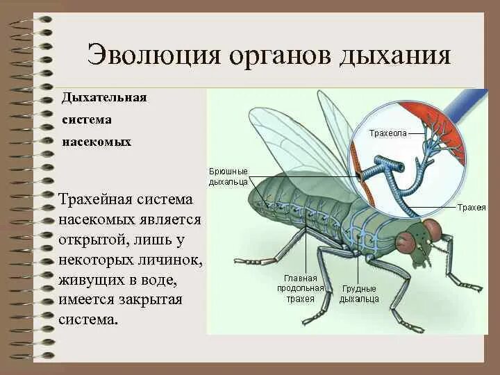 В чем особенность трахейного дыхания. Система органов дыхания насекомых. Дыхательная система членистоногих насекомых. Трахейная система насекомых. Членистоногие класс насекомые дыхательная система.