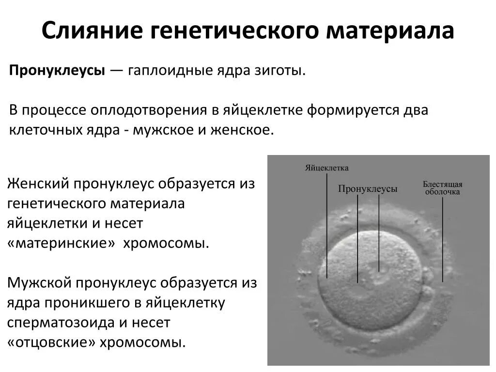 Пронуклеус. Мужской пронуклеус-это. Женский пронуклеус. Стадии процесса оплодотворения. Наследственный материал ядра