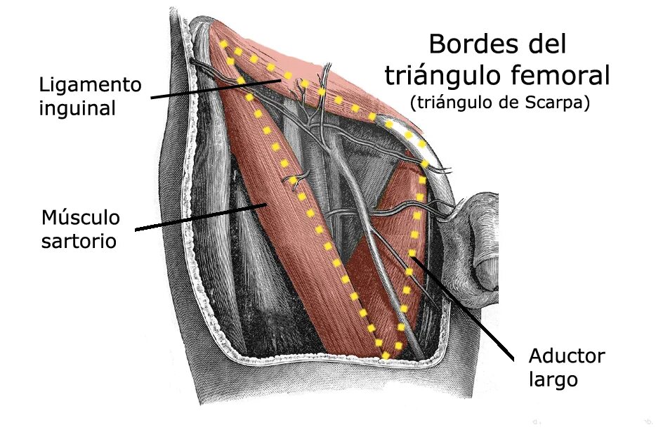 Треугольник Скарпа бедренный канал. Бедренный треугольник, Trigonum femorale. Топографическая анатомия бедра треугольник Скарпа. Пахово бедренный треугольник Скарпа.