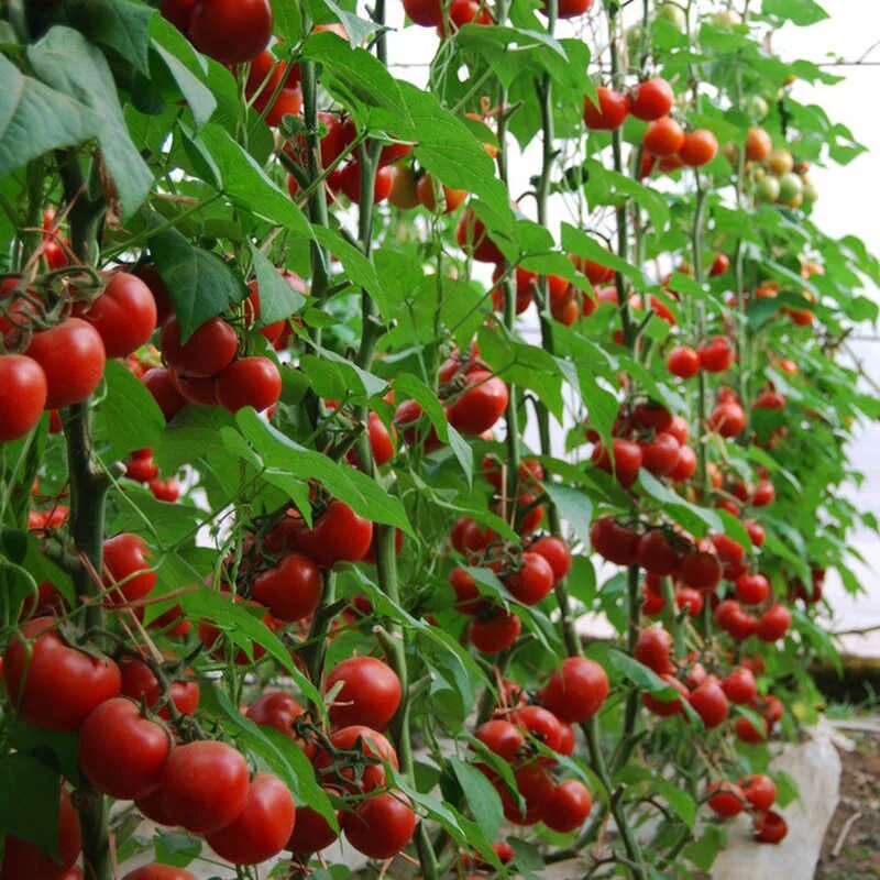 черри водопад f1. венгерский водопад томаты. томат конфетное дерево f1 черри. томат черри водопад. ампельные томаты вишнёвый водопад.