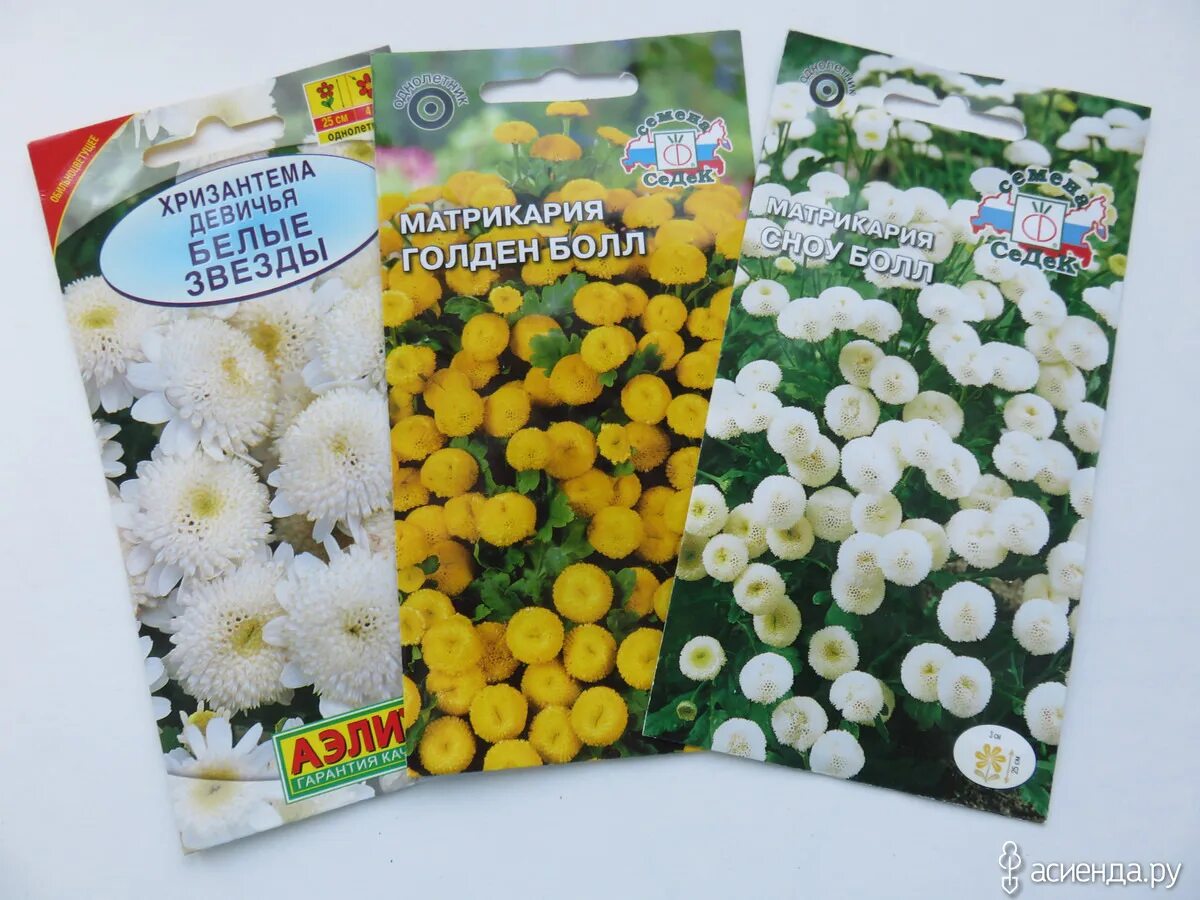 Пиретрум девичий хризантема. Хризантема девичья платиновая звезда. Хризантема девичья белые звезды 0,1 г. Хризантема девичья белые звезды (аэлита). Матрикария пиретрум девичий.