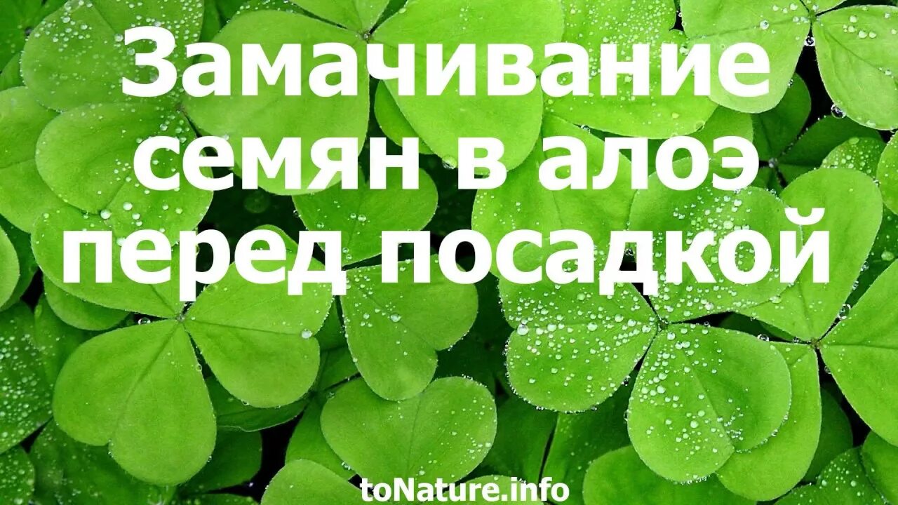 Семена перца в алоэ перед посадкой. Семена в алоэ замачивание. Замачивание семян в алоэ перед посадкой. Семена в алоэ перед посадкой. Замачивание семян в соке алоэ перед посадкой.