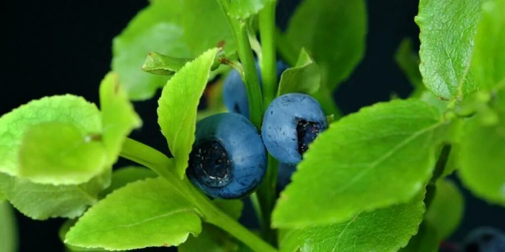 Vaccinium myrtillus. Фото листьев голубики. Завязь голубики. Листик черники. Голубика пинк берри.