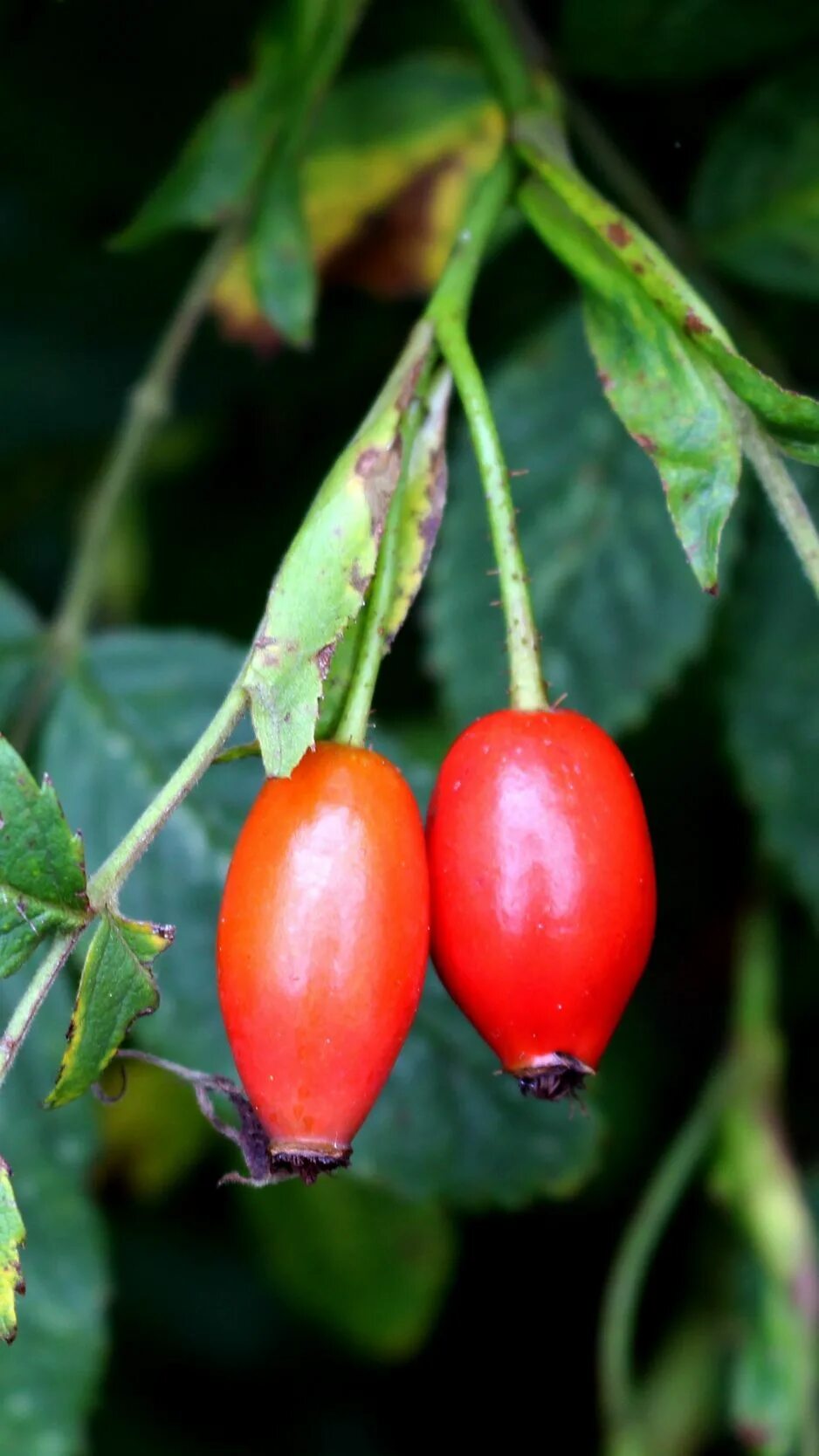 Кизил шиповник. Шиповник длинноплодный. шиповник плод cinnamomeae. шиповник и барбарис. шиповник ягоды.