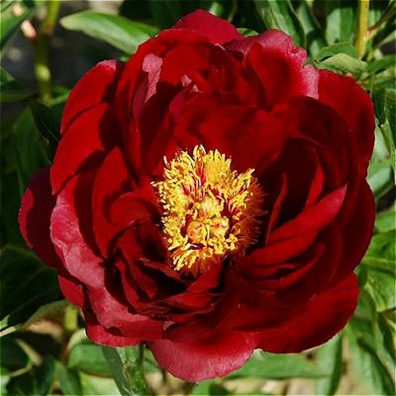 Ред глори. Пион Red Glory. Ред Глори(Red Glory) пион. Пион ред Глори Paeonia Red Glory. Пион ред Энсайн.