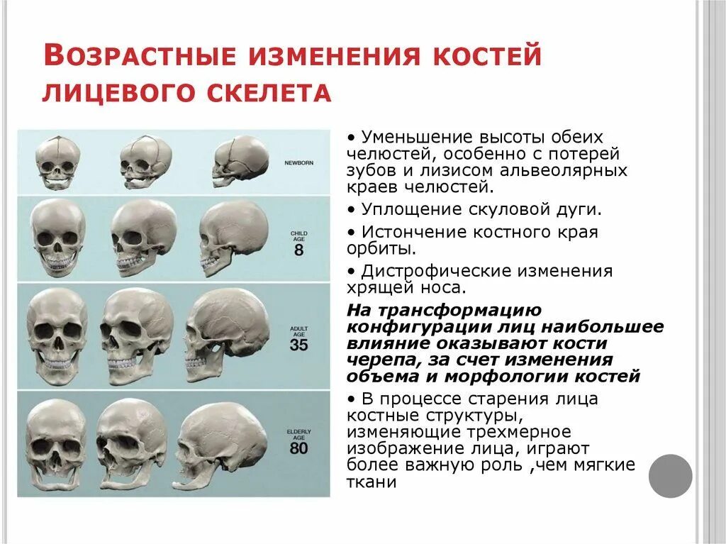 Деформация кости черепа. Возрастная резорбция костей черепа. Возрастные изменения костей черепа. Возворастные ищменнеия череп. Возрастные изменения костей лицевого скелета.