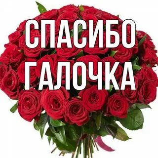 Открытки с днем галочка красивые