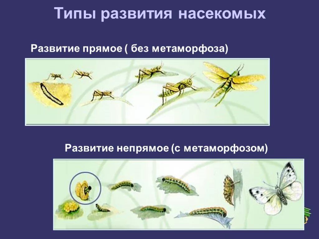 Типы развития животных 7 класс. Типы развития насекомых. Отряды насекомых без Метаморфоза. Развитие с метафориоом. Отряды насекомых с прямым развитием.