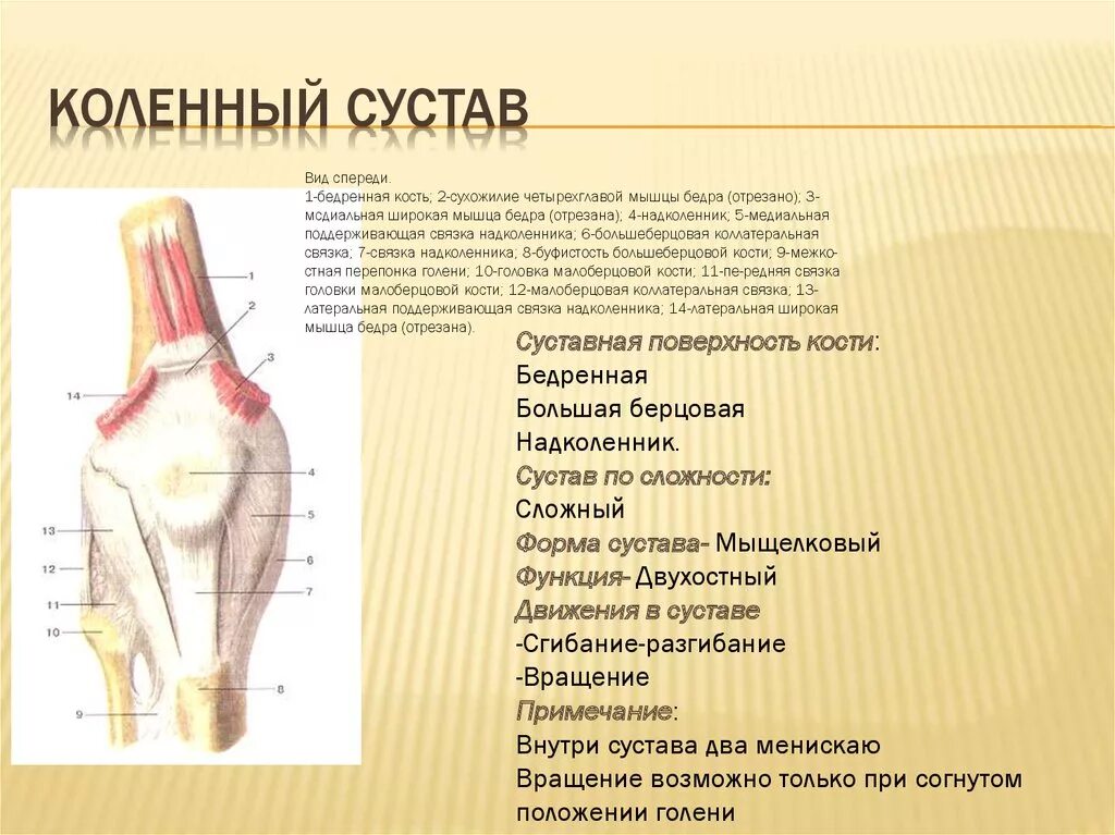 Коленный сустав анатомия форма. Коленный сустав по строению и функции. Коленный сустав описание. Коленный сустав строение классификация.