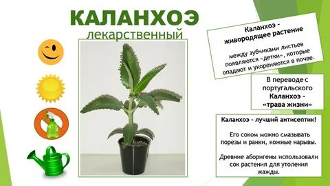 Презентация для старших дошкольников комнатные растения