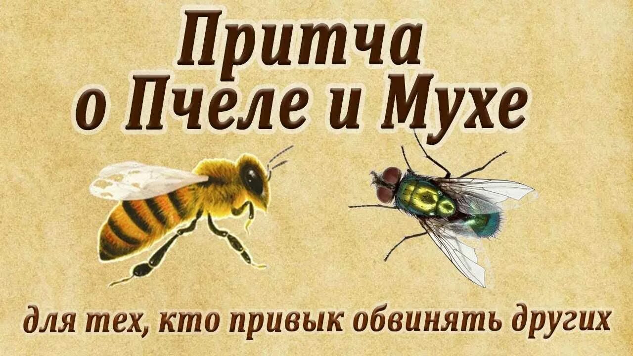 Притча о пчеле и мухе. Муха и пчела. Притча о пчеле и мухе для тех кто привык обвинять других. Короткая и мудрая притча о пчеле и мухе. Притча о пчелах