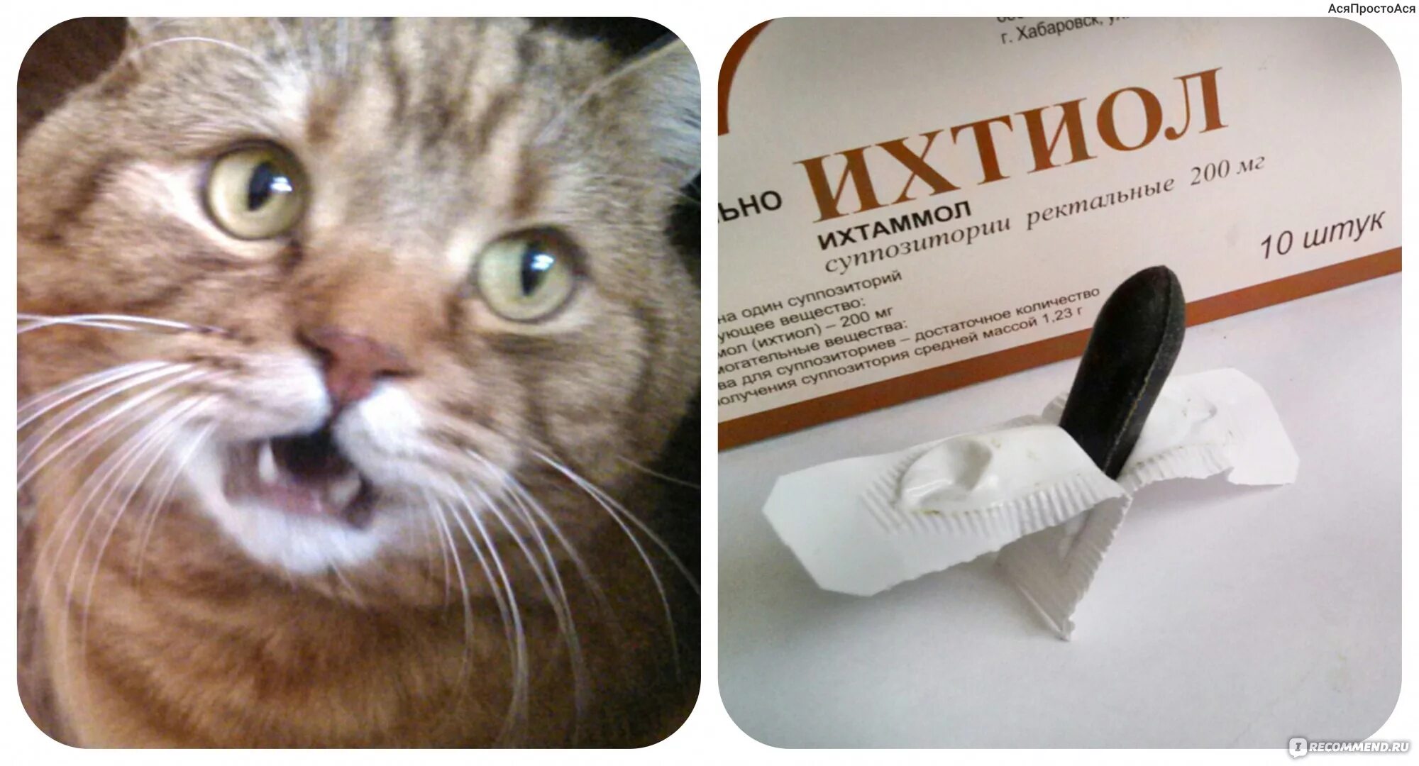 Внутримышечный укол коту. Ставить свечку животным. Измерение температуры кота. Ректальное введение животным. Прививки котенку домашнему.