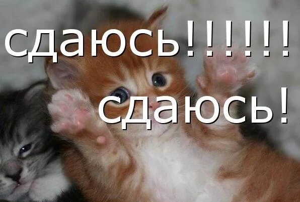 Я сдаюсь кот. Ну я сдаюсь. Сдаюсь картинки. Я сдаюсь картинки. Ну я сдаюсь.
