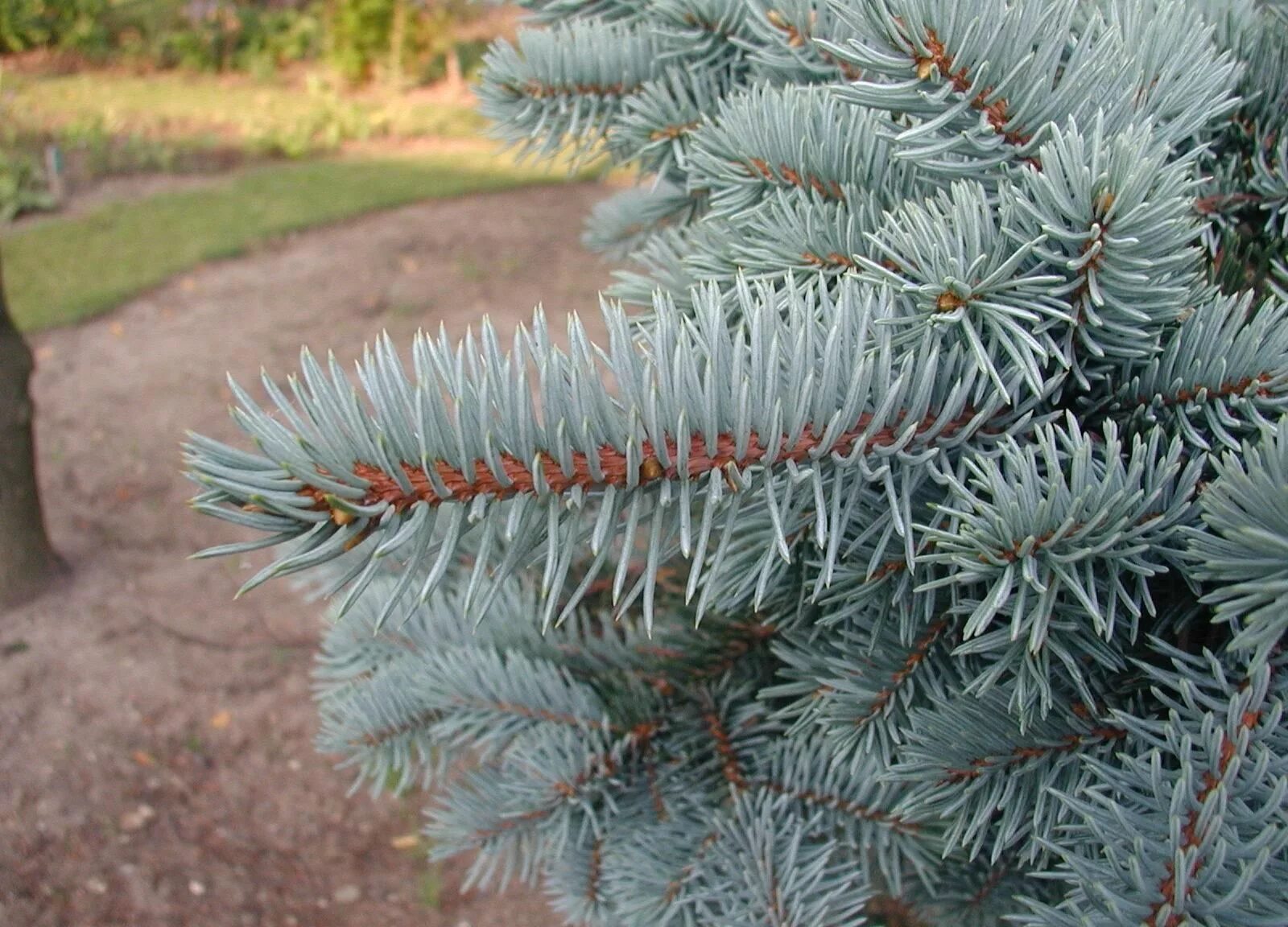 Ель колючая picea pungens. Ель колючая голубая Маджестик Блю. Ель голубая колючая Picea pungens. Ель колючая Глаука Маджестик Блю.