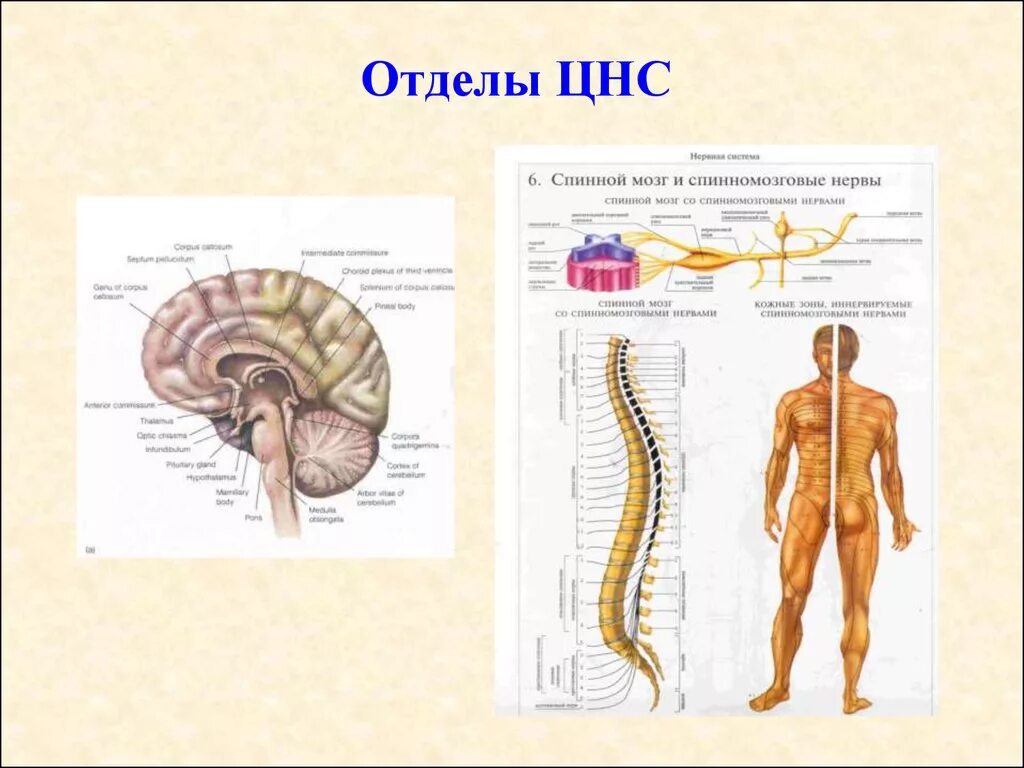 Отделы ЦНС. Отделы центральной нервной. Отделы центральной нервной системы. Отделы нервной системы спинной мозг. Центральный отдел нервной системы спинной мозг