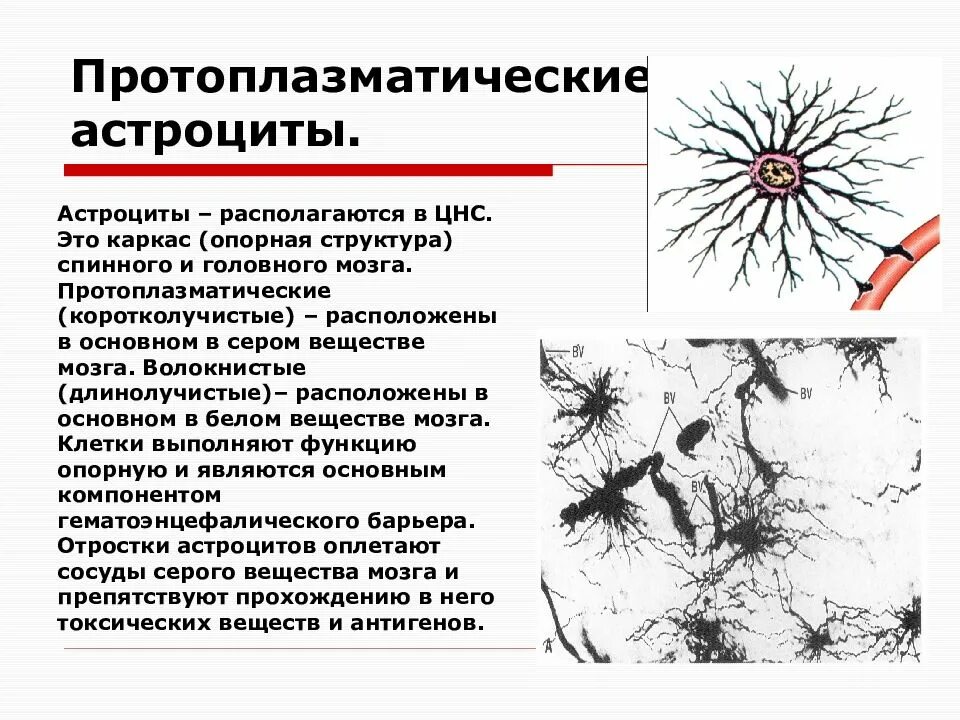 Плазматические астроциты строение. Коротколучистые астроциты. Астроциты (волокнистые и плазматические). Строение и функции астроцитов.