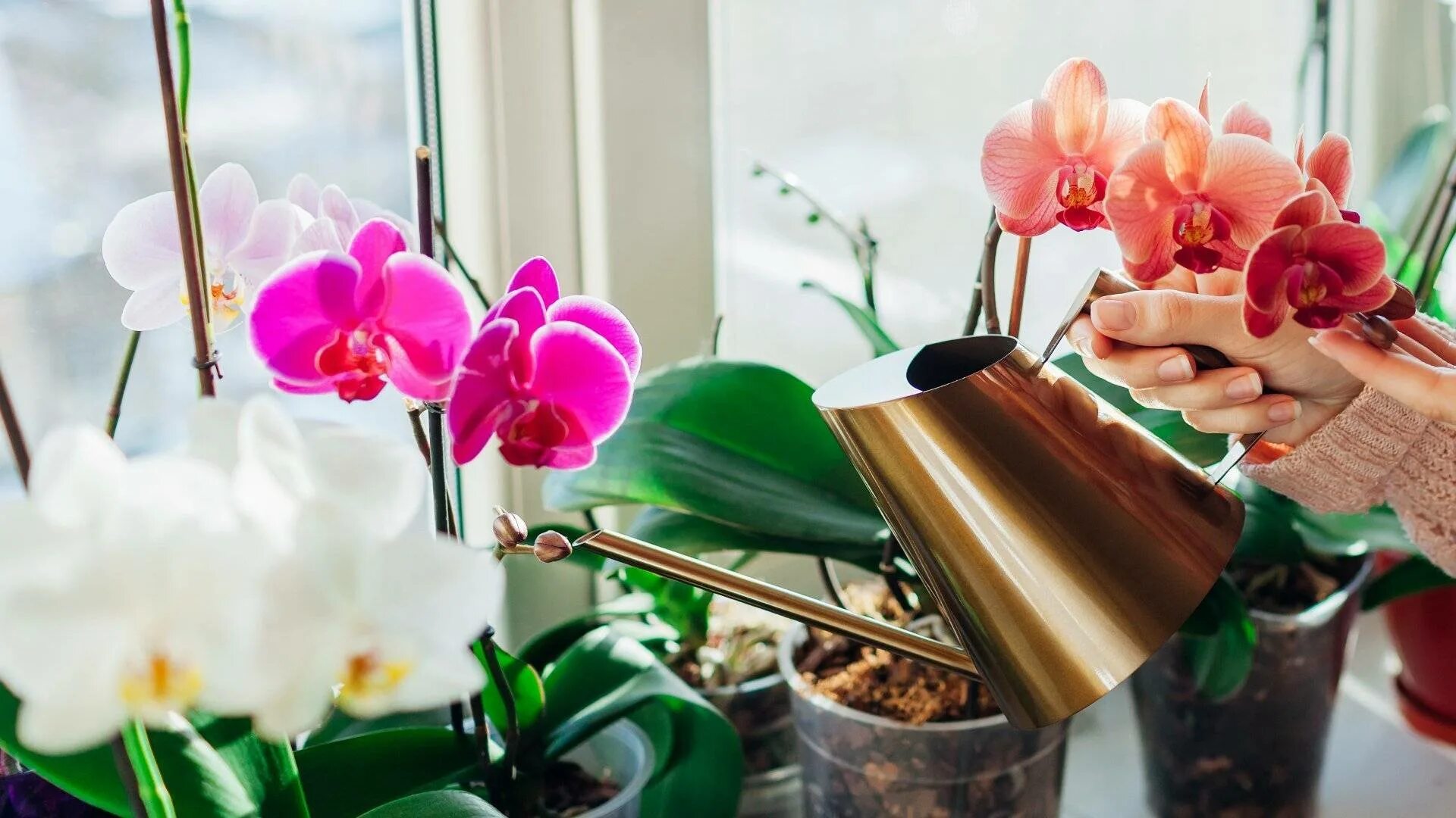 Как поливать орхидею весной в домашних условиях. Фаленопсис полив. Поливание орхидей. Подкормки для орхидей фаленопсис. Цветение орхидеи.