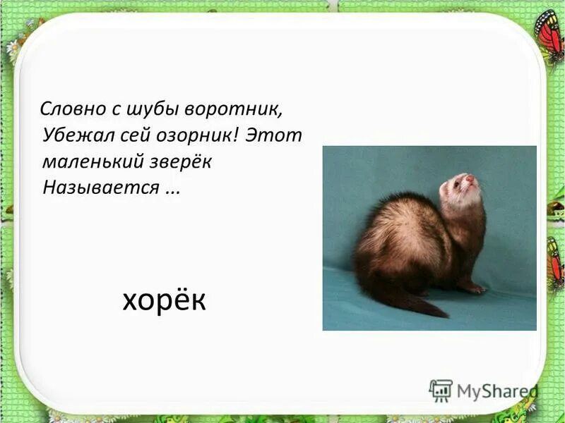 буква хори. европейская норка раскраска. слова на букву х для детей в картинках. хорек раскраска для детей. загадки про хорьков.