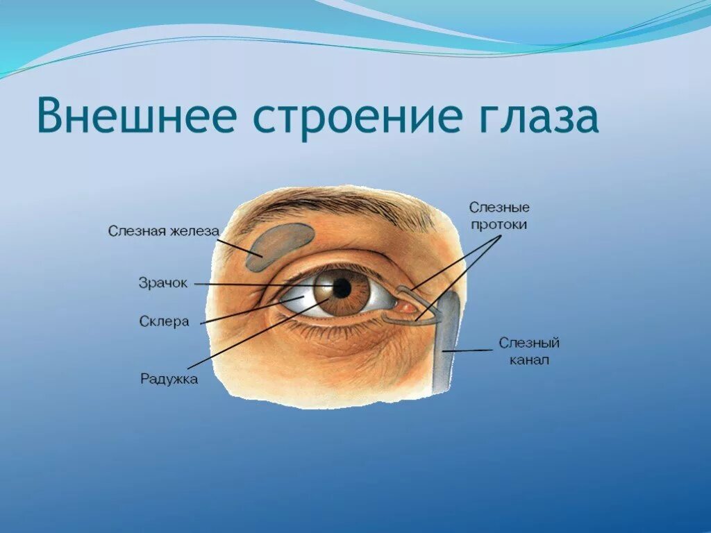 Глаза являются органом человека. Строение глаза спереди. Анатомия глаза человека внешнее. Наружное строение глаза. Внешнее строение глаза.