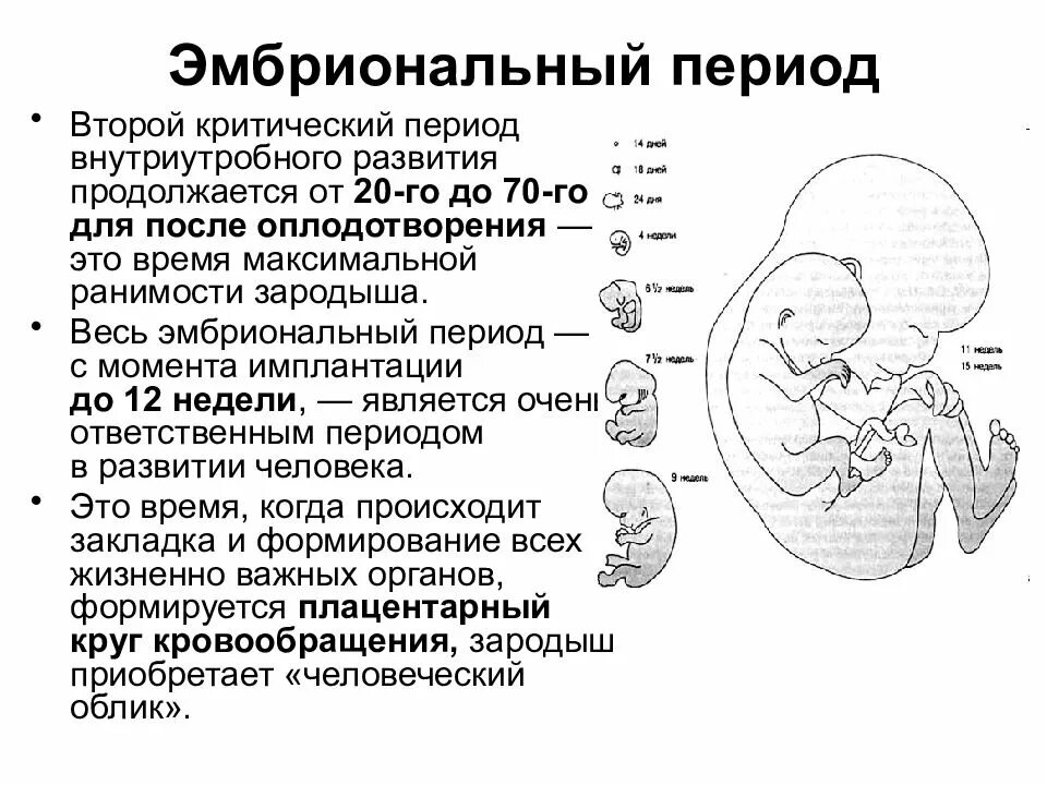 Периодов длившихся. Зародышевый период внутриутробного развития это. Зародышевый период развития человека критические периоды. Стадии внутриутробного развития схема. Эмбриональный период развития человека схема.