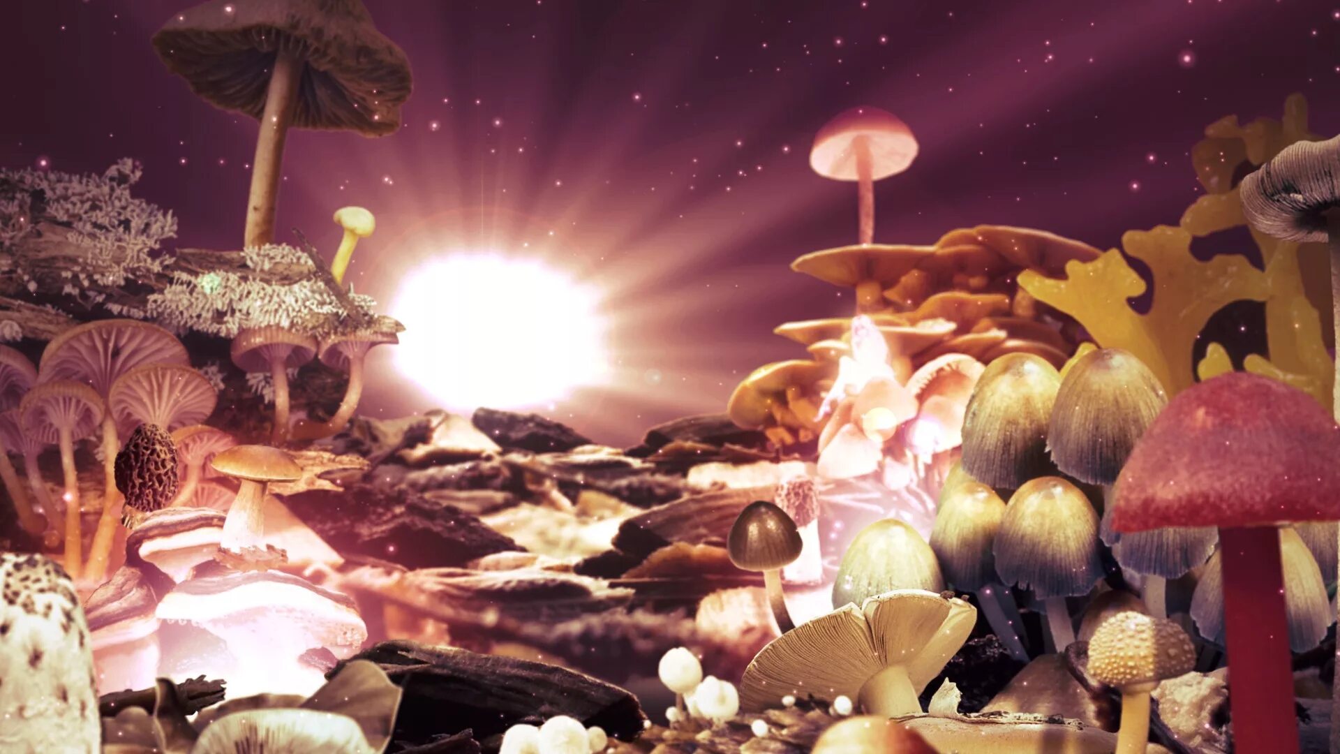 Путем грибной мудрости. Сказочные грибы. Фантастические и сказочные гриб. Сказочный мир грибы. Грибы фон.