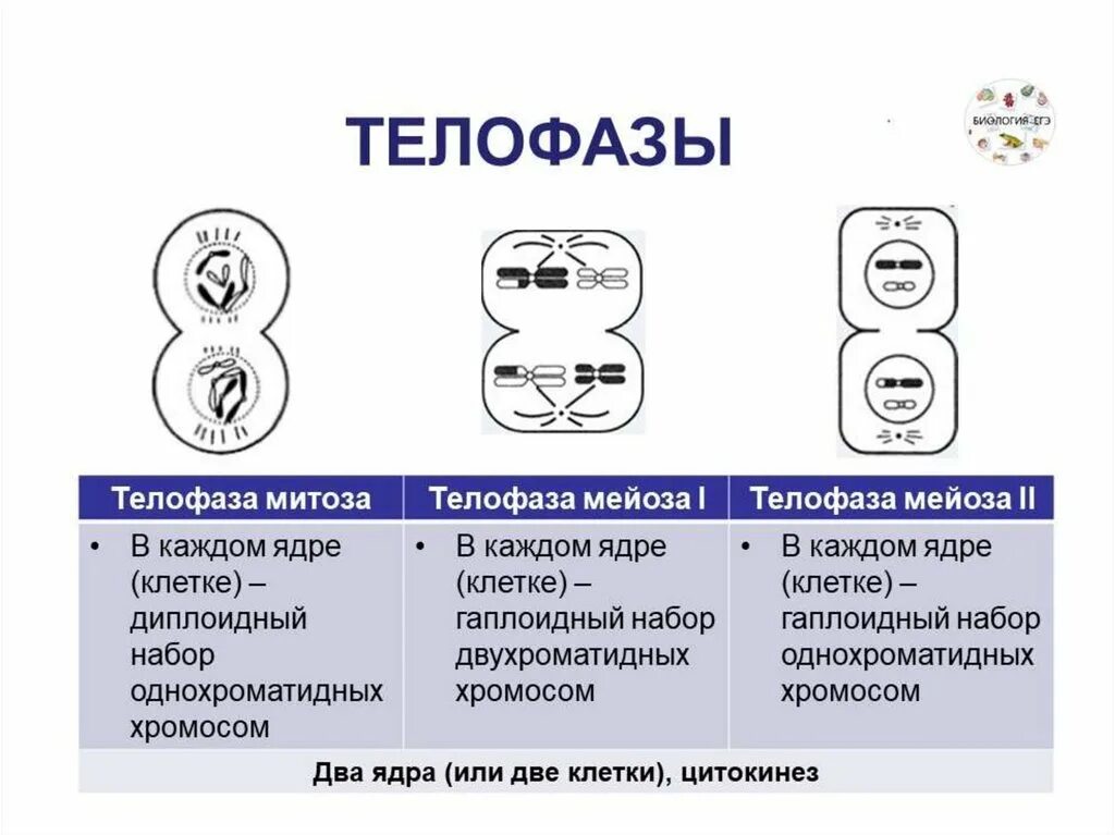 Фазы митоза и мейоза ЕГЭ. Телофаза мейоза 1. Мейоз 1 телофаза 1. Фазы мейоза ЕГЭ биология. Митоз и мейоз проверочная