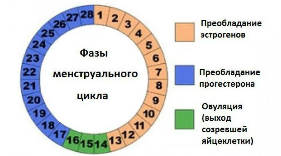 Как правильно считать менструационный цикл. Цикл менструационного цикла норма. Фертильный период цикла. Первый день менструального цикла. Месячный цикл у женщин.