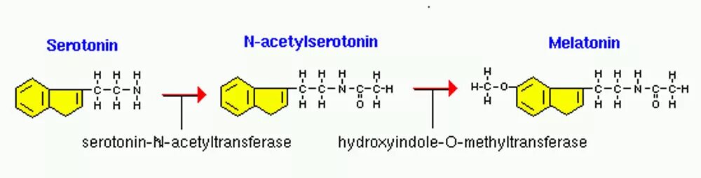 Синтез мелатонина. Серотонин и мелатонин. Мелатонин из триптофана. Серотонин и мелатонин Синтез.