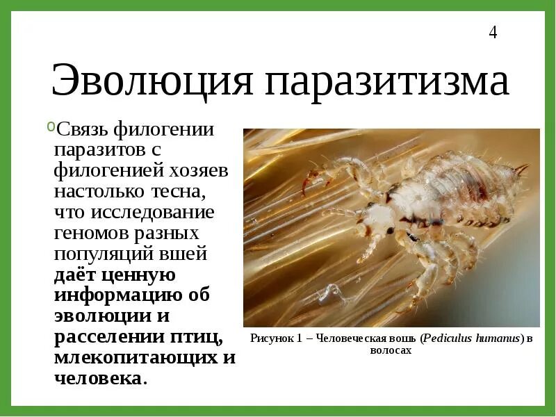 Можно ли отнести паразитизм к биологическому регрессу. Можно ли отнести паразитизм к биологическому регрессу