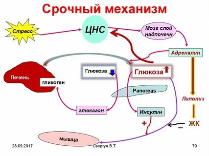 Гормон снижающий уровень сахара