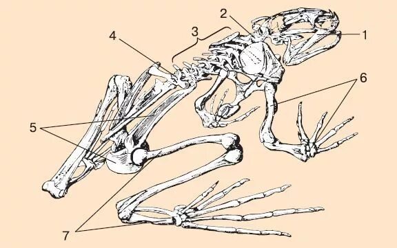 Скелет 7. Биология 7 кдласс скилет лягушк и. скелет лягушки рис 149. скелет лягушки рис 128. скелет лягушки 7 класс биология.
