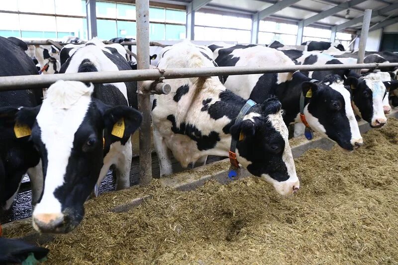 дмитрова гора тверская область агрофирма. агрофирма дмитрова гора ржев. свинокомплекс дмитрова гора. агрофирма дмитрова гора. «агропромкомплектация -курск» конышевка.