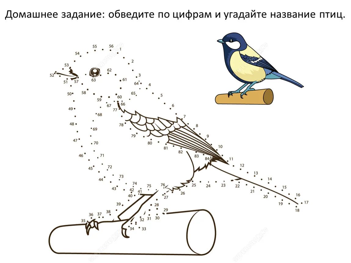 Задания про птиц. Синичка раскраска. Синичка раскраска для детей. Синица раскраска для детей. Рисование птиц по точкам.