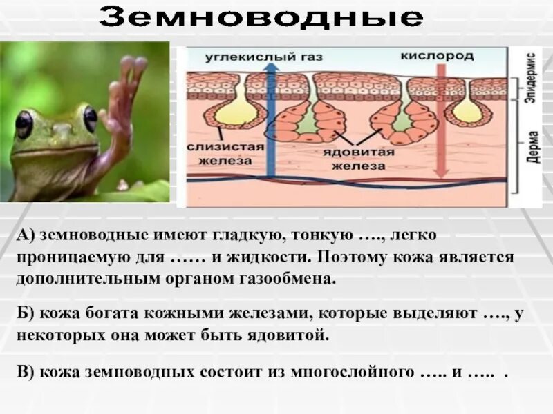 Кожное дыхание у человека. Земноводные кожные покровы. Покровы тела амфибий. Кожные железы амфибий. Земноводные покровы тела.